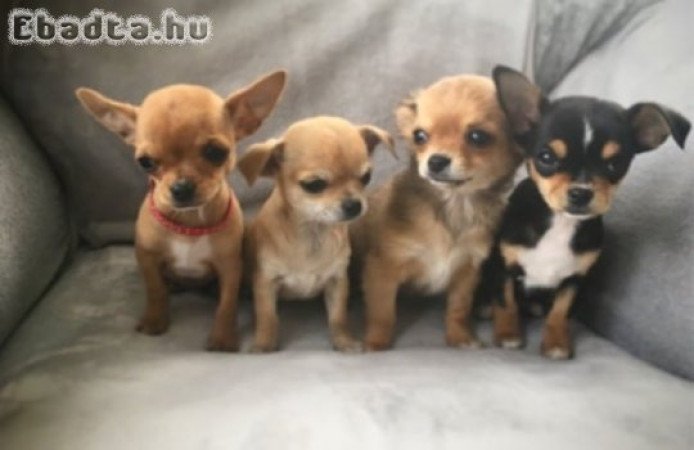 Mini csivava 06204741999