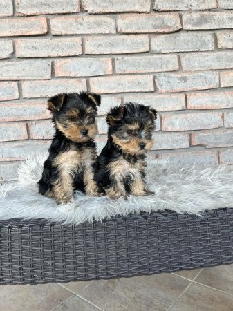 Yorkshire terrier