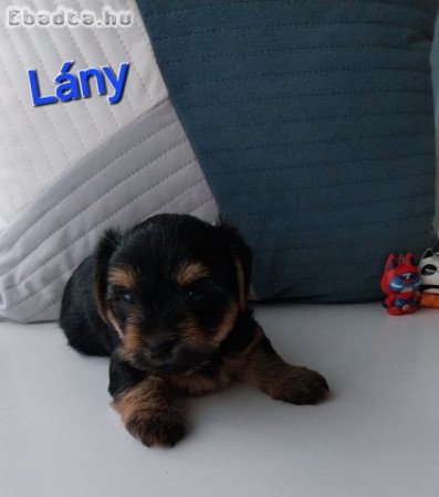 Yorkshire terrier jellegű kiskutyák