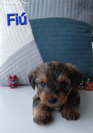 Yorkshire terrier jellegű kiskutyák