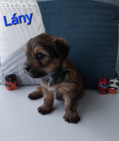 Yorkshire terrier jellegű kiskutyák