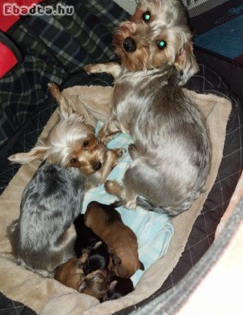 Yorkshire terrier jellegű kiskutyák