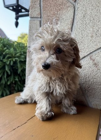 Maltipoo (máltai&t.uszkár)