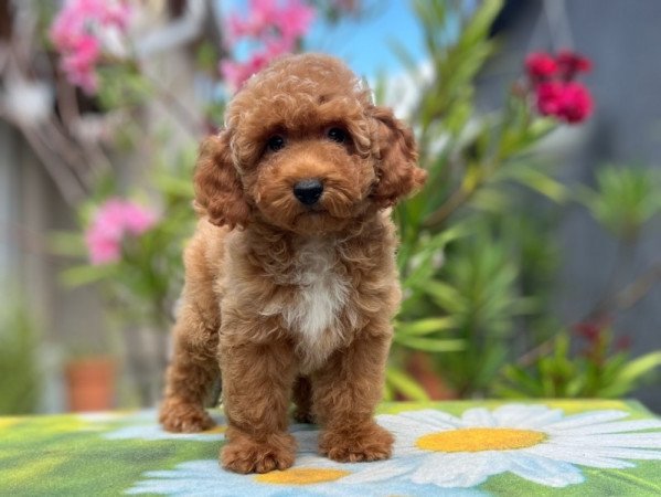 Maltipoo