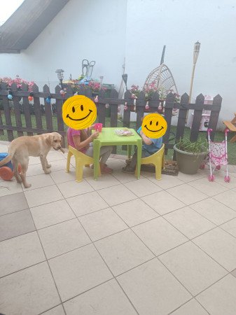 Eladó 4hónapos Labrador