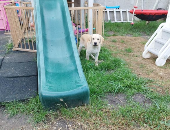 Eladó 4hónapos Labrador