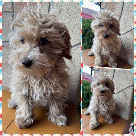 Maltipoo (máltai&t.uszkár)