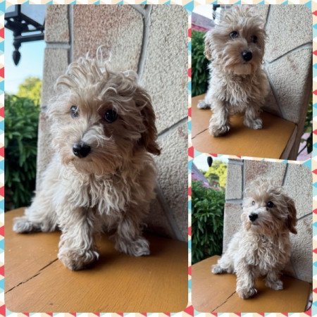 Maltipoo (máltai&t.uszkár)