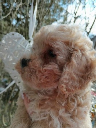 Maltipoo poodle, máltai, uszkár