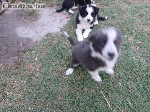 Bolder Collie kiskutyák eladók!