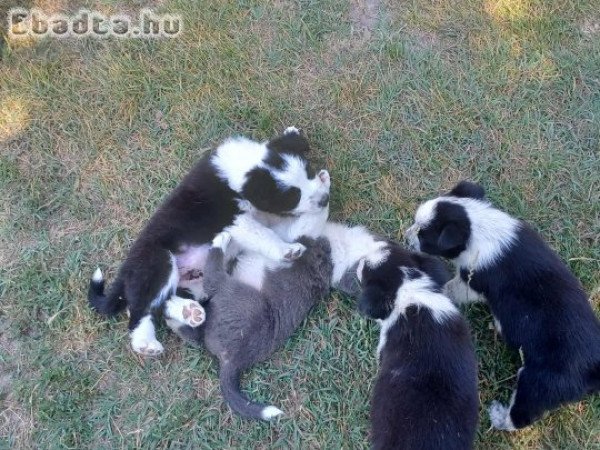 Bolder Collie kiskutyák eladók!