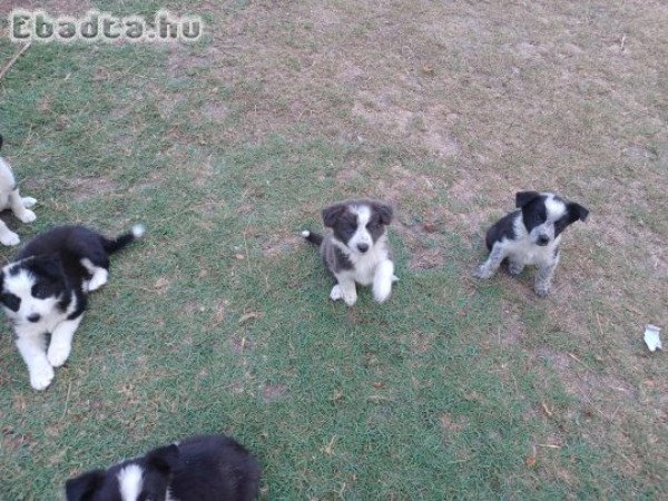 Bolder Collie kiskutyák eladók!