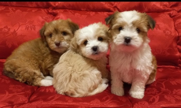 Bichon Havanese