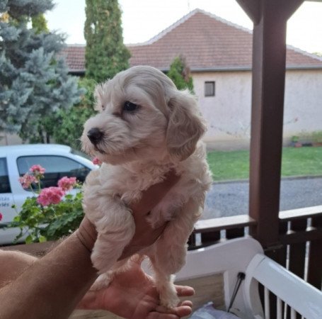 Maltipoo