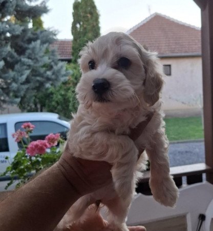 Maltipoo