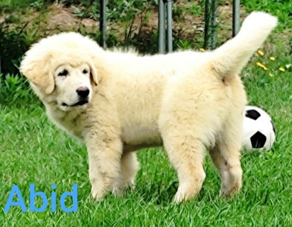 kaukázusi juhászkutya