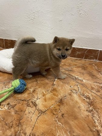 Shiba inu