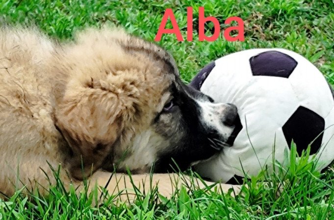 kaukázusi juhászkutya