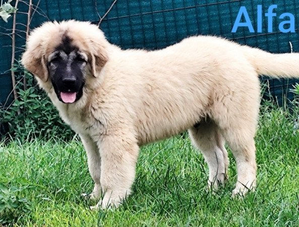 kaukázusi juhászkutya