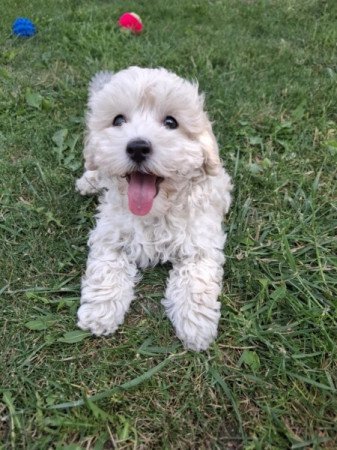 Maltipoo
