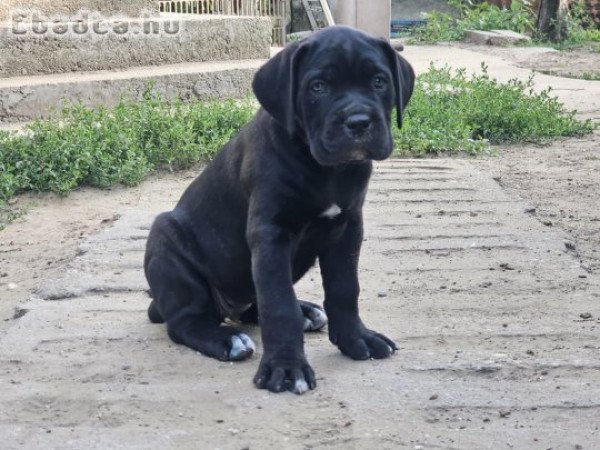 Cane Corso kölykök