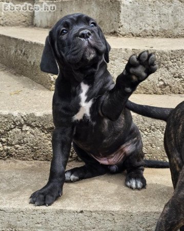 Cane Corso kölykök