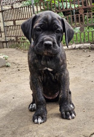 Cane Corso kölykök