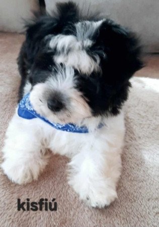 Bichon havanese