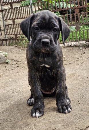 Cane Corso