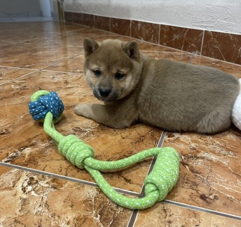 Shiba inu