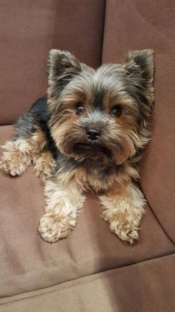Yorkshire terrier