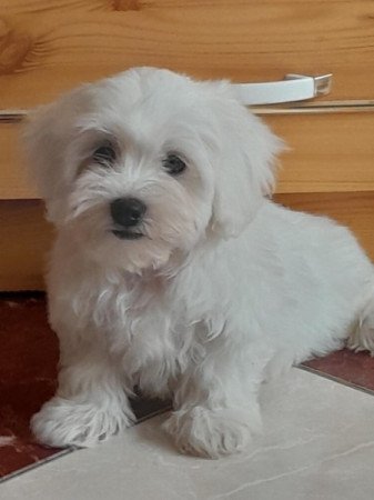 Máltai selyemszőrű