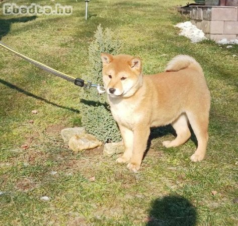 Shiba Inu kiskutyák