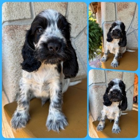 Angol cocker spániel