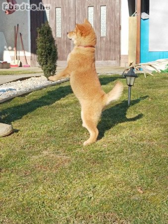 Shiba Inu kiskutyák