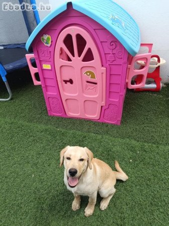 Eladó 4hónapos Labrador oltva chippelve