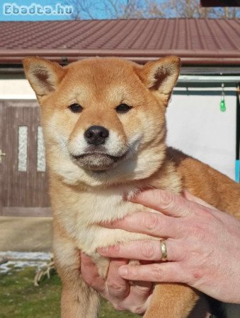 Shiba Inu kiskutyák