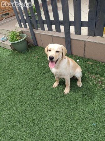Eladó 4hónapos Labrador oltva chippelve