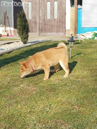 Shiba Inu kiskutyák