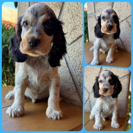 Angol cocker spániel