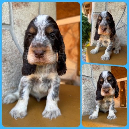 Angol cocker spániel