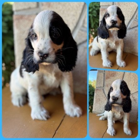 Angol cocker spániel