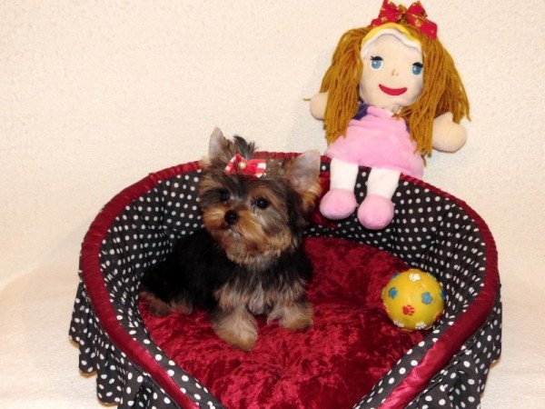 Yorkshire Terrier, Yorki