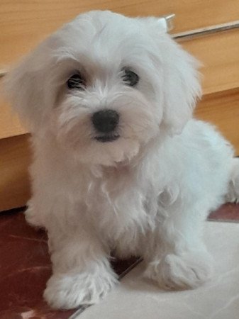 Máltai selyemszőrű