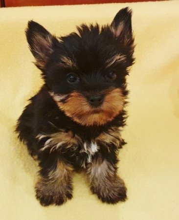 yorkshire terrier