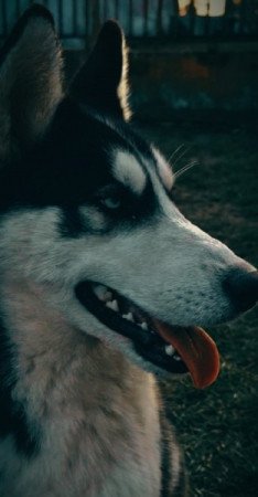 Husky