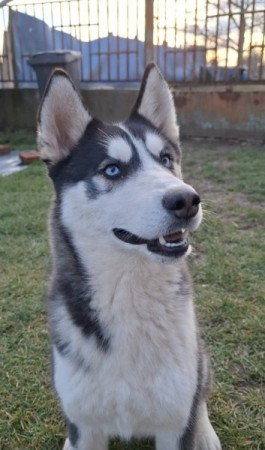 Husky