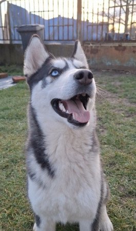 Husky