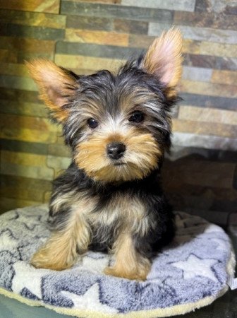 Yorkshire Terrier
