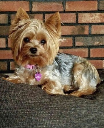 Yorkshire terrier